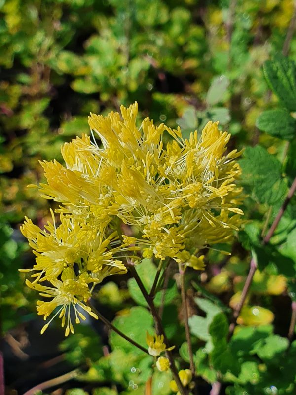 Thalictrum Tukker Princess Thalictrum 'Tukker Princess'