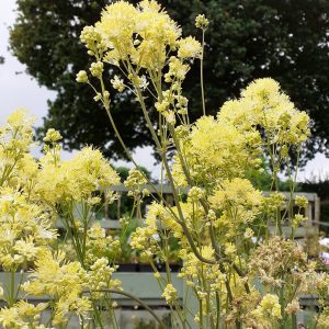 Thalictrum subsp. glaucum