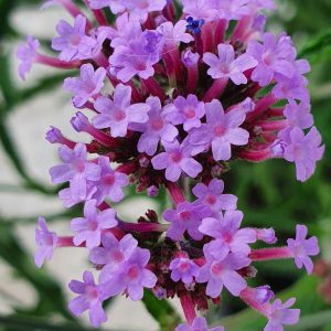 Verbena 'Lollipop'