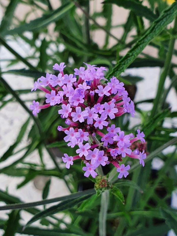 Verbena 'Lollipop' Verbena 'Lollipop'