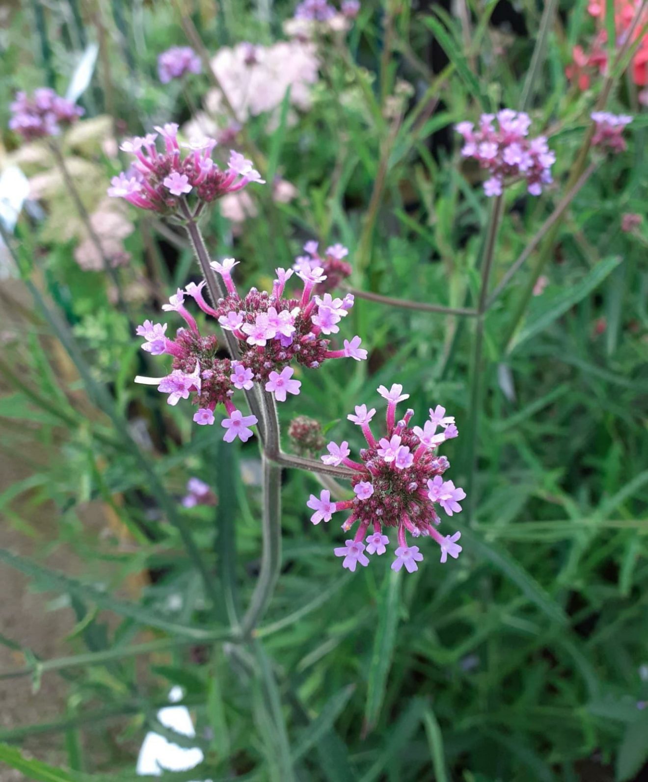 Verbena 'Lollipop' | Buy Well Established Verbena | Proctors Nursery