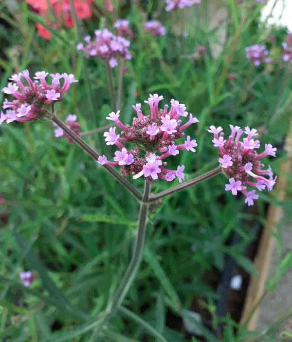 Verbena bon Lollipop 2 Verbena 'Lollipop'