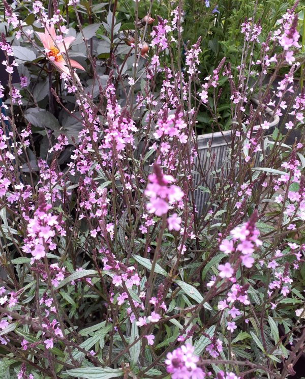 Verbena officinalis 'Bampton'