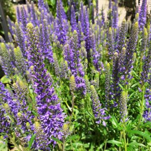 Buy Veronica Plants Online | Online Shop | Proctors Nursery