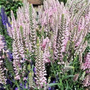 Veronica 'Inspire Rose'