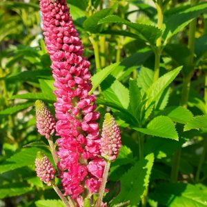 Veronica longifolia 'First Love'