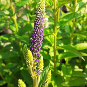 Veronica longifolia 'Marietta'