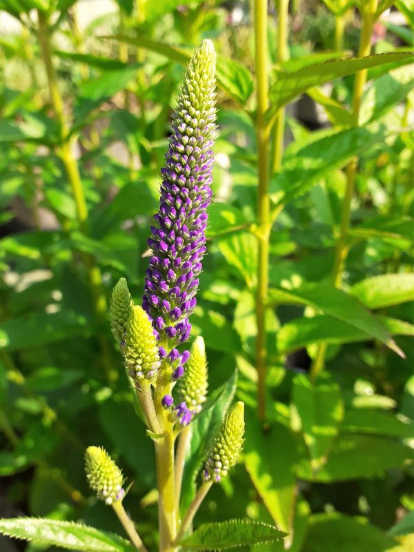 Veronica longifolia Marietta WEB Veronica longifolia 'Marietta'