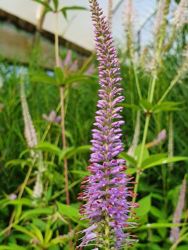 Veronicastrum virginicum 'Temptation'