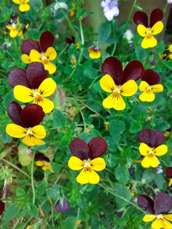 Viola Jackanapes 2