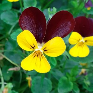 Viola 'Jackanapes'