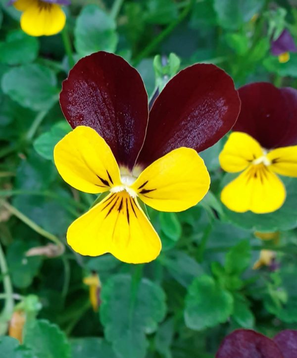 Viola Jackanapes Viola 'Jackanapes'