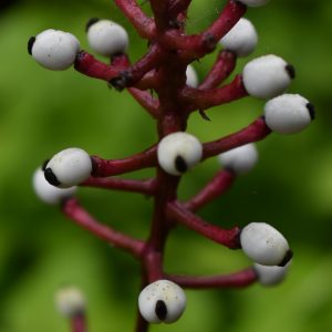 Actaea pachypoda 'Misty Blue'