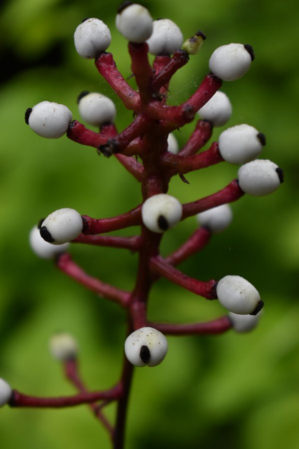 Actaea pachypoda 'Misty Blue'