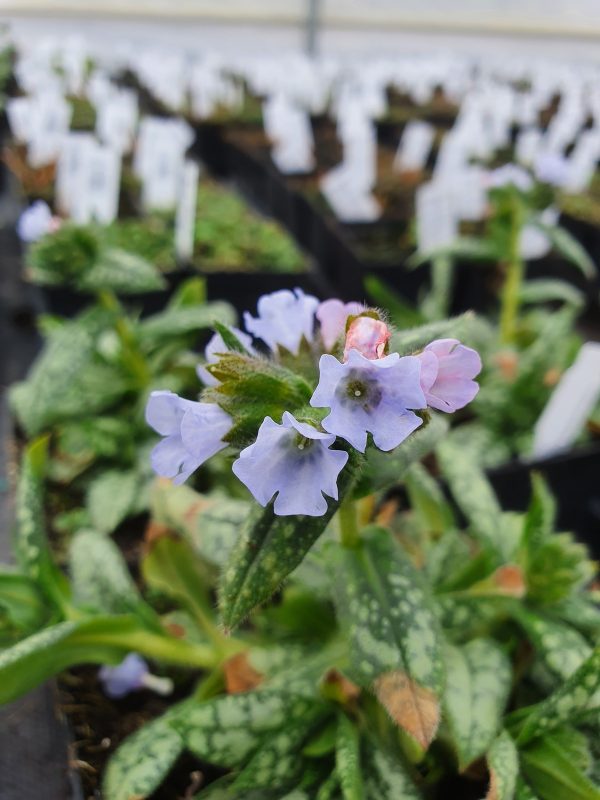 Pulmonaria opal