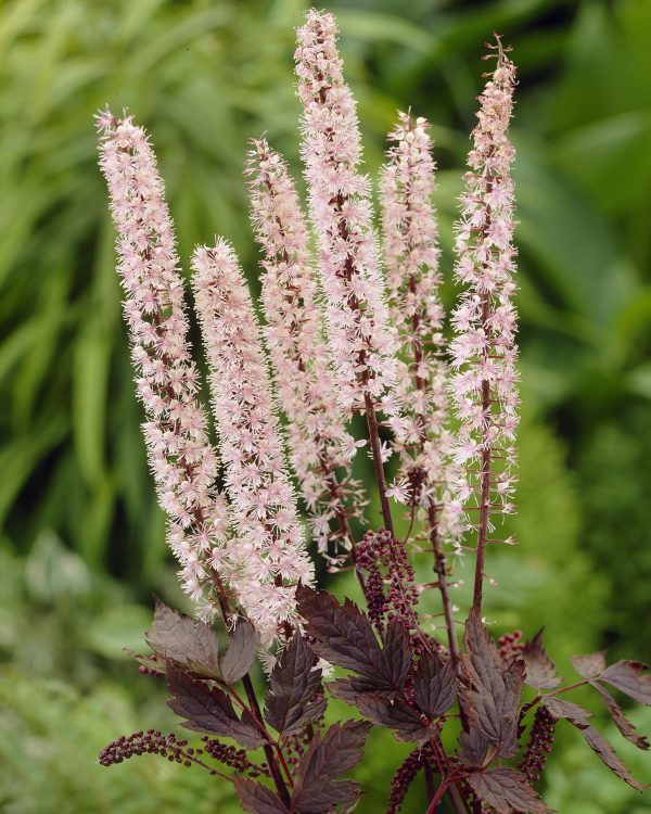Actaea simplex 'Pink Spike'