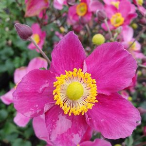 Anemone 'Red Riding Hood'
