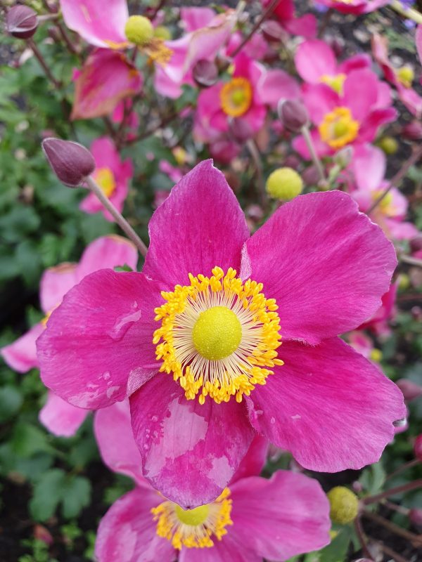 Anemone 'Red Riding Hood' Anemone 'Red Riding Hood'