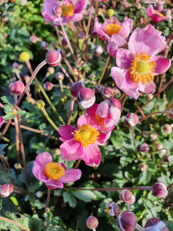 Anemone cinderella Anemone 'Cinderella'