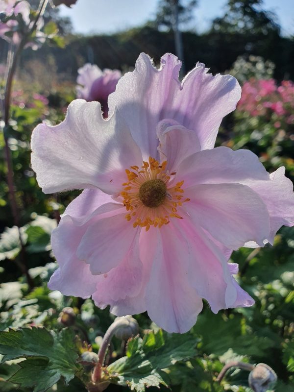 Anemone 'Dreaming Swan'