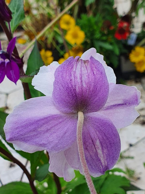 Anemone 'Dreaming Swan'