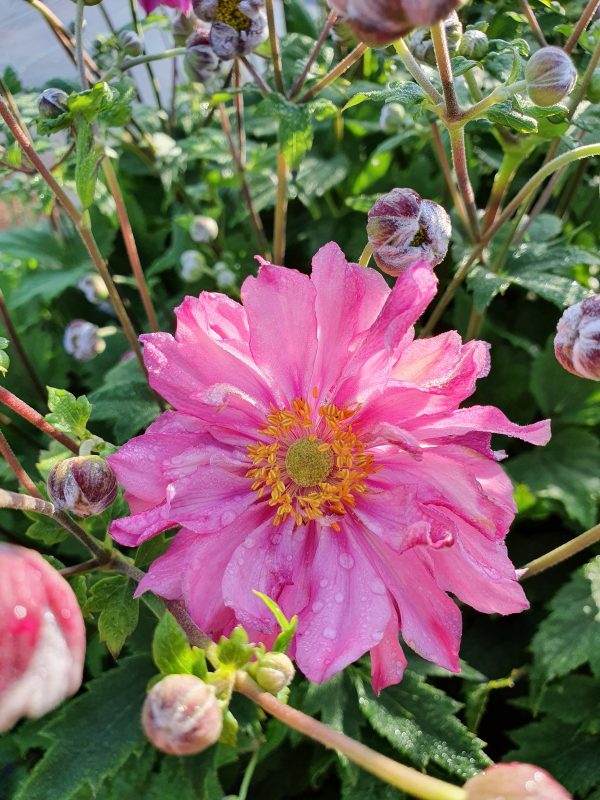 Anemone fall in love sweetly Anemone 'Fall in love Sweetly'