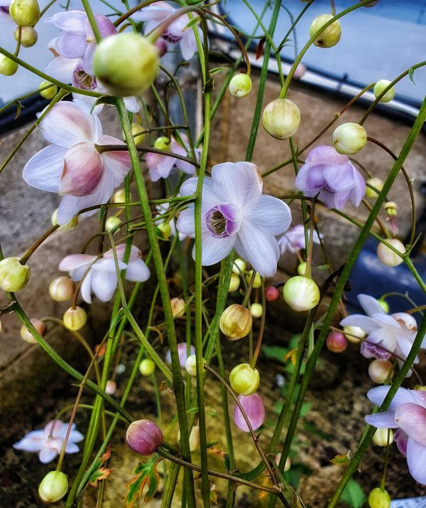 Anemonopsis macrophylla 2 Anemonopsis macrophylla