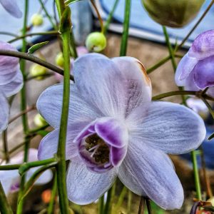 Anemonopsis macrophylla