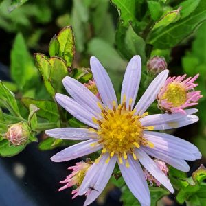 Symphyotrichum (Aster) ageratoides 'Stardust'