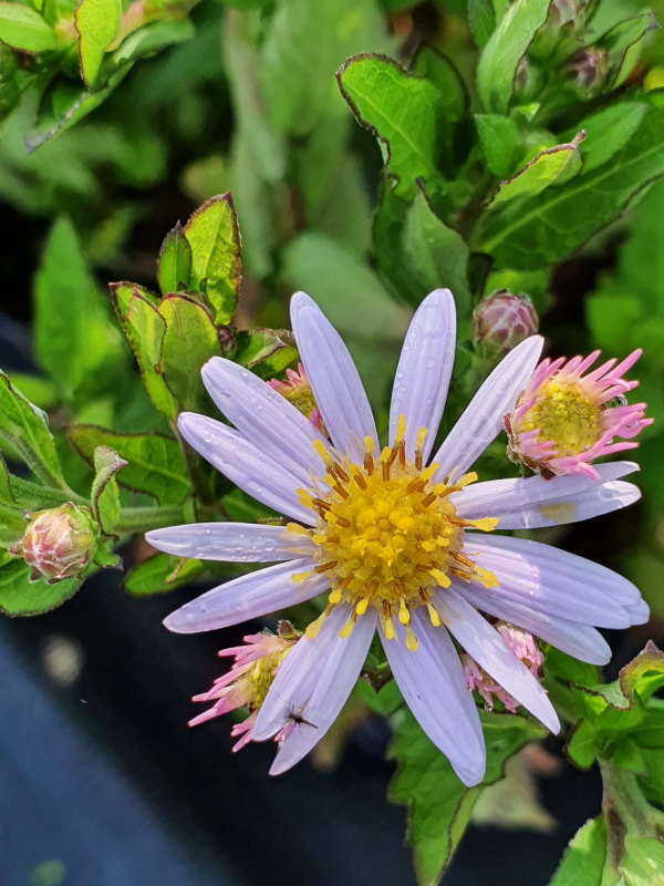 Aster Stardust Symphyotrichum (Aster) ageratoides 'Stardust'