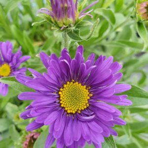 Aster alpinus 'Violet'