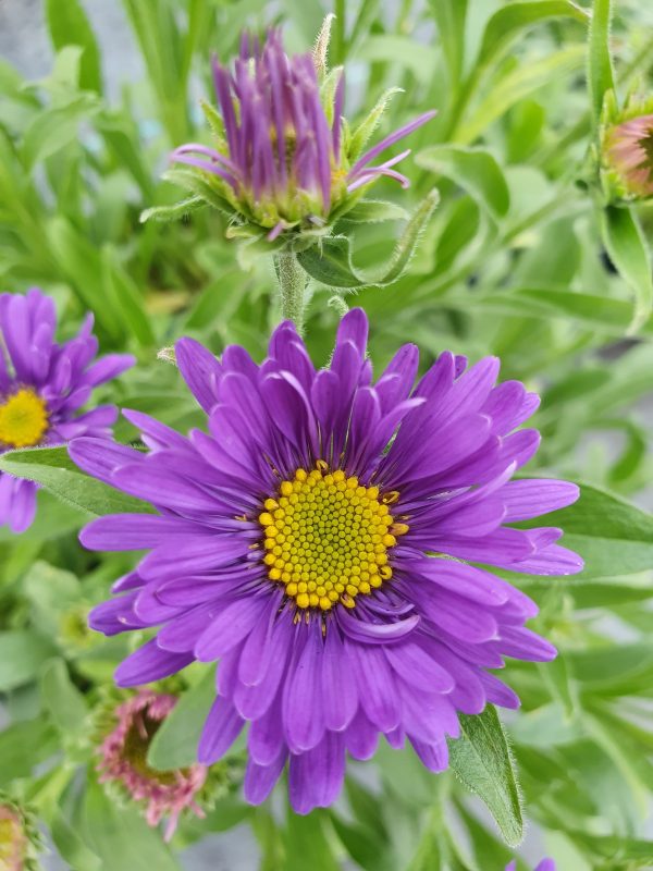Aster alpinus 'Violet'