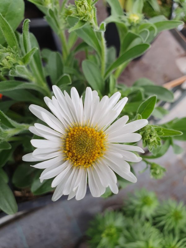 Aster alpinus 'White'