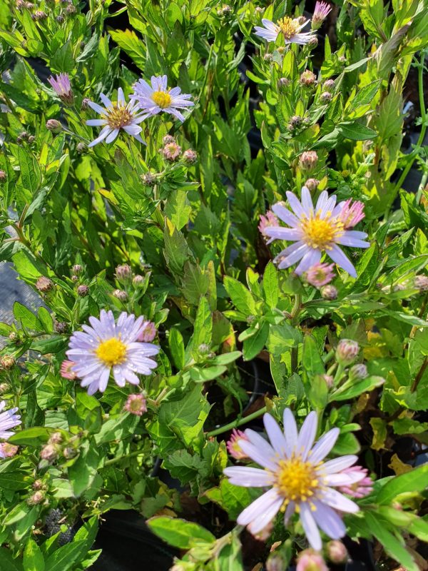 Aster stardust Symphyotrichum (Aster) ageratoides 'Stardust'