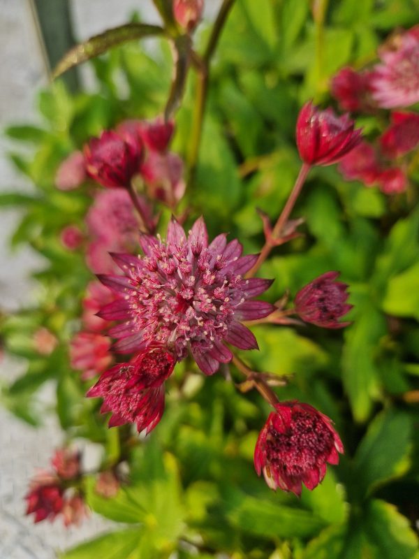 Astrantia major 'Cerise Button'
