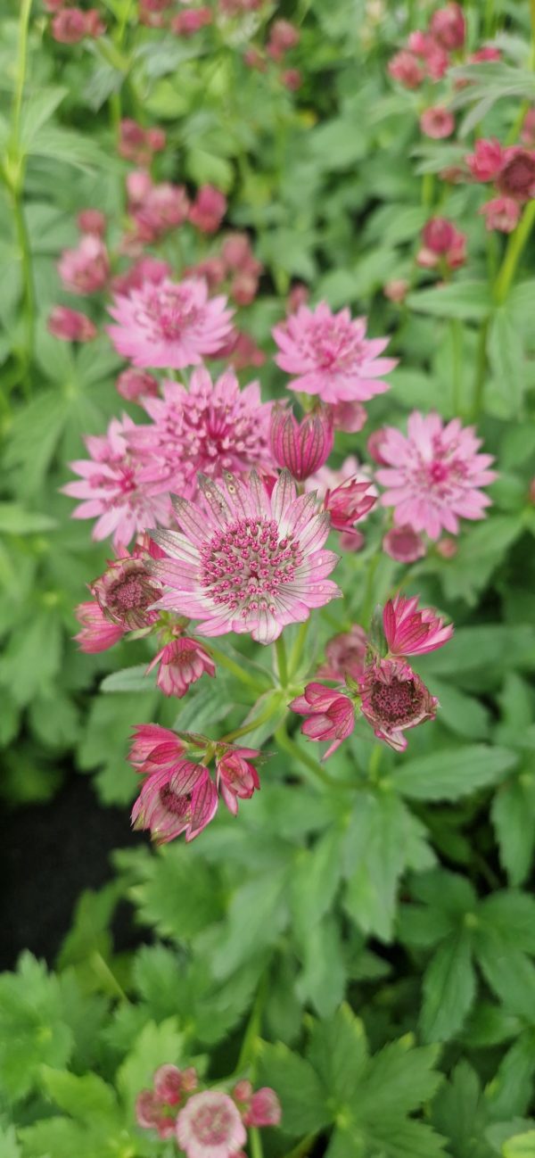 Astrantia major 'Cerise Button'