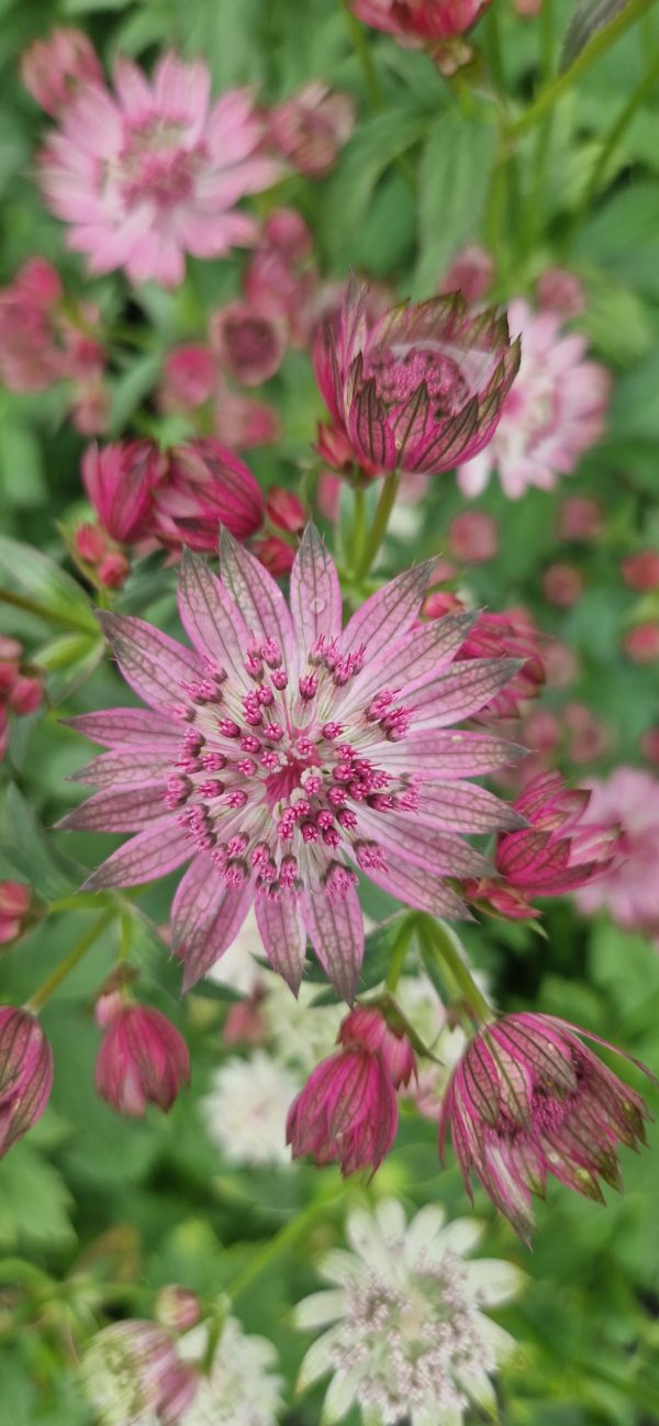 Astrantia major 'Cerise Button'
