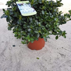 Azalea japonica 'Alba'