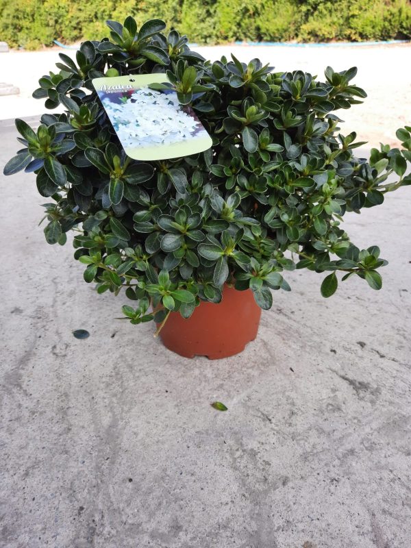 Azalea japonica 'Alba'