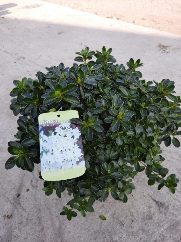 Azalea japonica 'Alba'