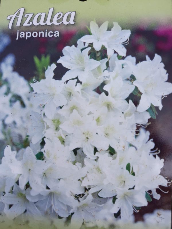 Azalea japonica 'Alba'