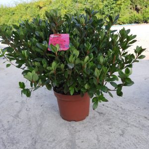 Azalea japonica 'Exelsior'