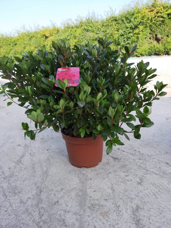 Azalea japonica 'Exelsior'