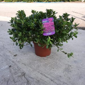 Azalea japonica 'Hatsugiri'