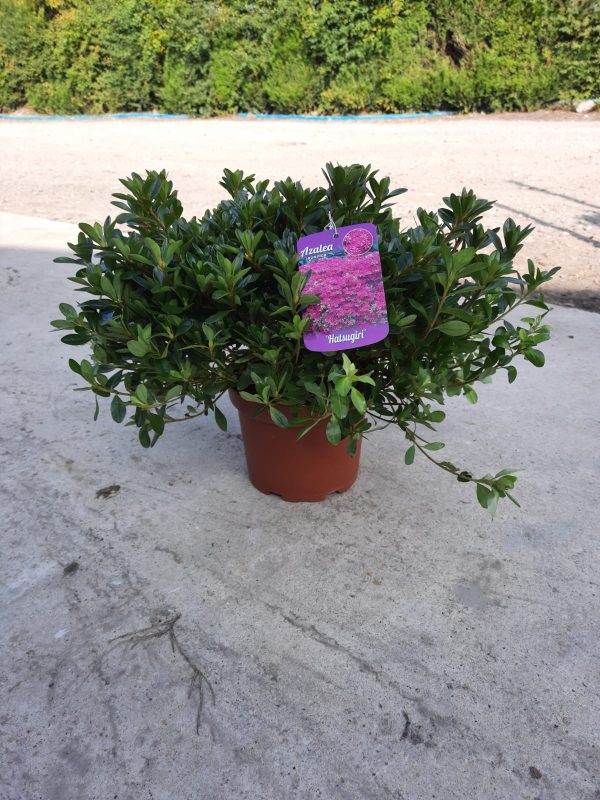 Azalea japonica 'Hatsugiri'