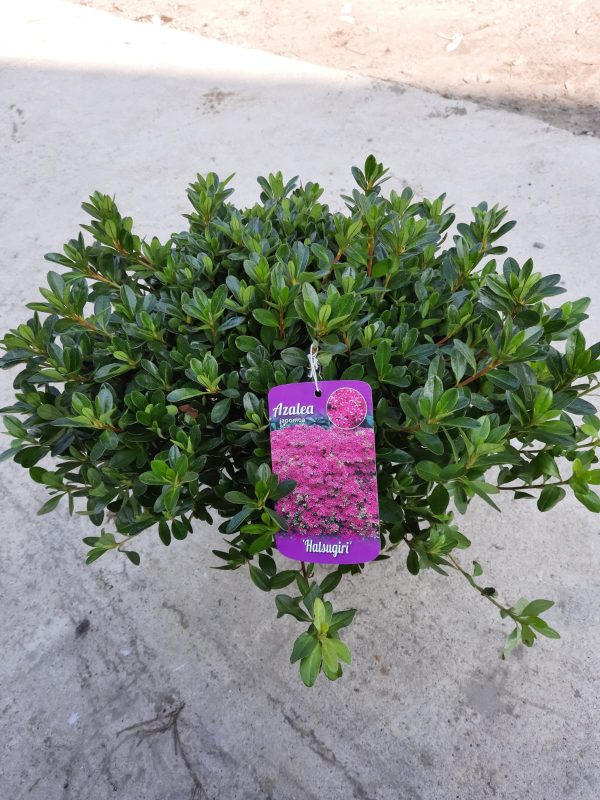 Azalea japonica 'Hatsugiri'