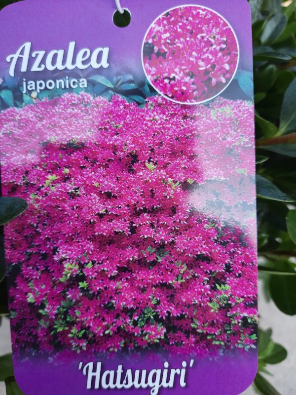 Azalea japonica 'Hatsugiri'