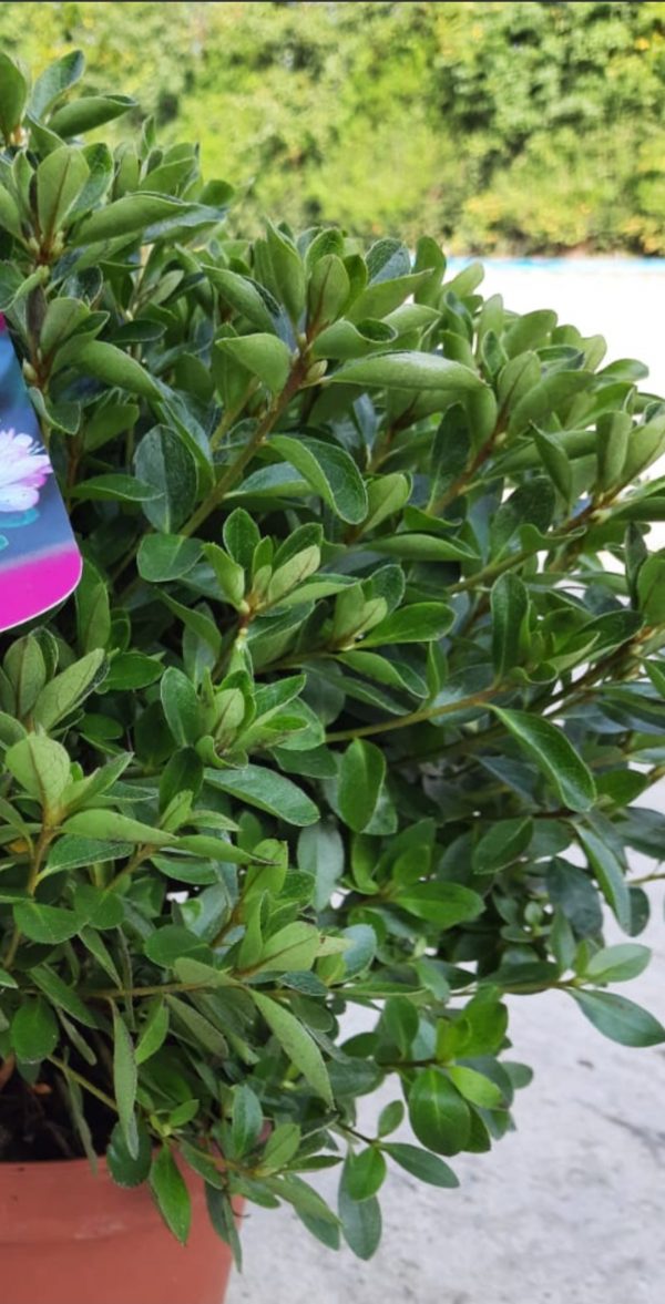 Azalea japonica 'Peggy Ann'