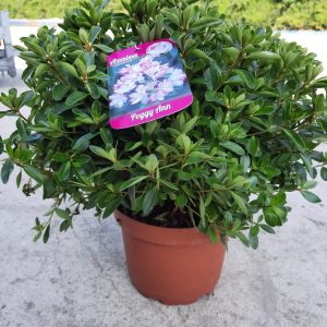 Azalea japonica 'Peggy Ann'