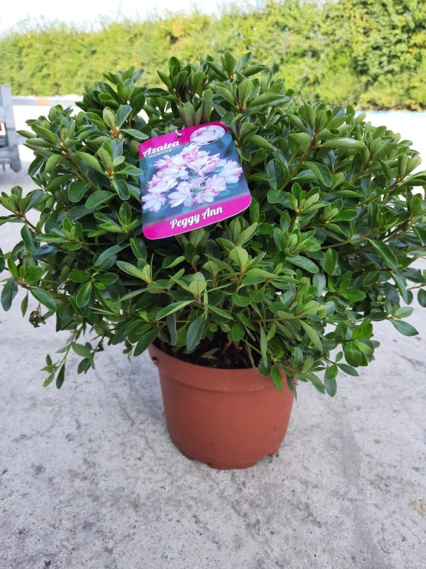 Azalea japonica 'Peggy Ann'